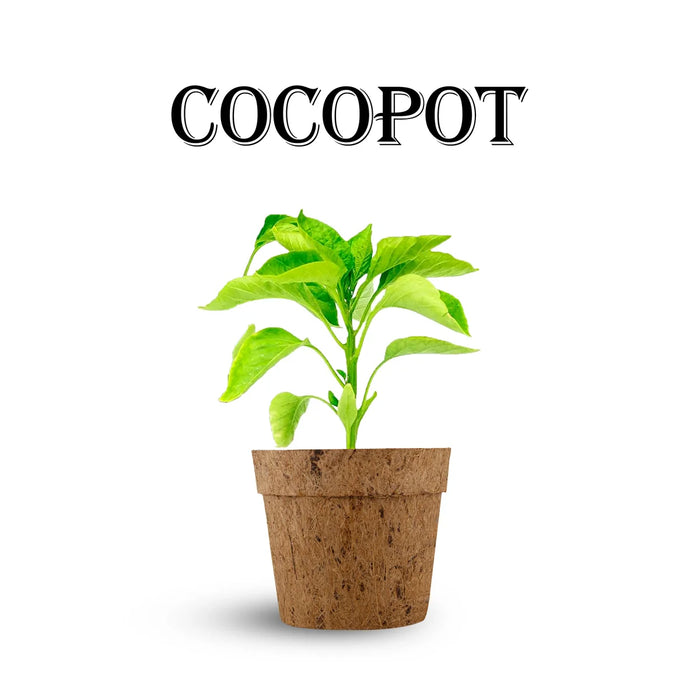 Coco Pot Set - 3.5 x 4 Inches | 5 Pcs/ Coir Pot/ CoCo Coir Pot for Plants