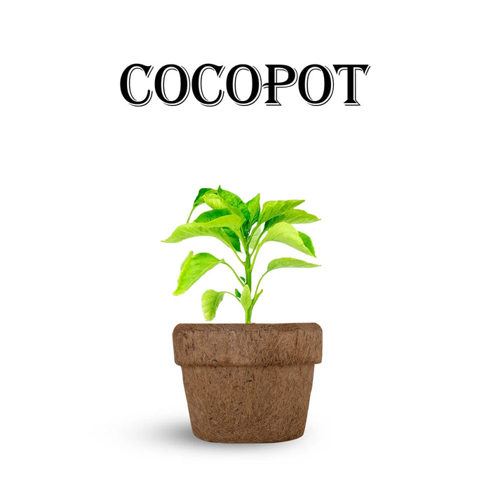 can you plant coir pots Coco Pot Pair - 4.5 x 5 Inches
