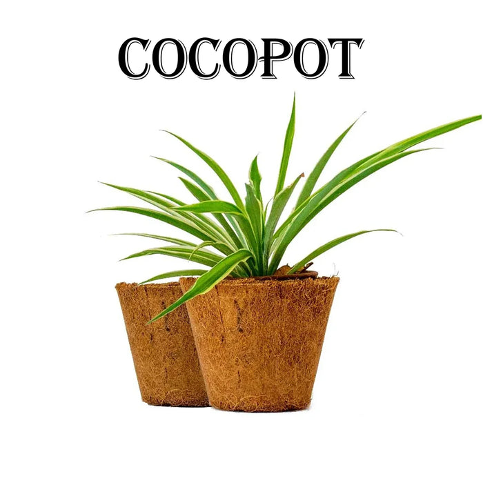 Coco Pot Pair - 5 x 6 Inches | 2 Pcs/ Coir Pot/ CoCo Coir Pot for Plants