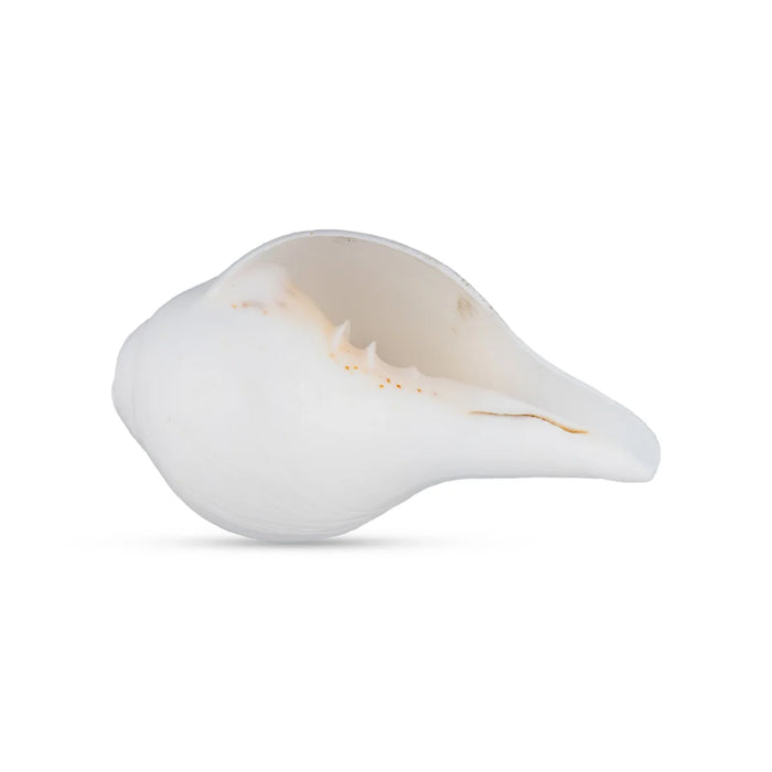 Blowing Shankh - 2 x 4.5 Inches | Shankha/ Conch for Pooja