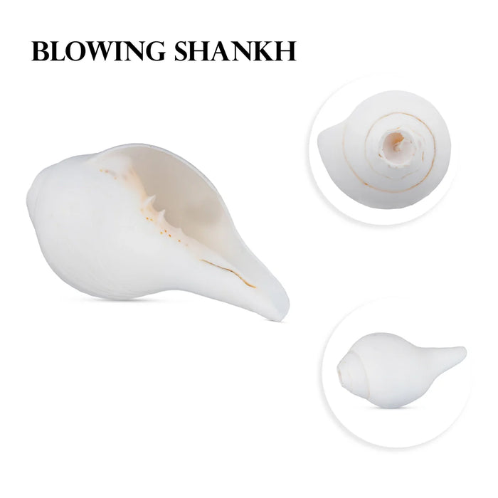 Blowing Shankh - 2 x 4.5 Inches | Shankha/ Conch for Pooja