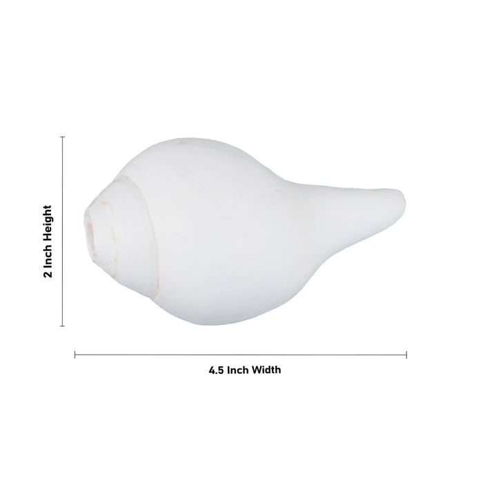 Blowing Shankh - 2 x 4.5 Inches | Shankha/ Conch for Pooja