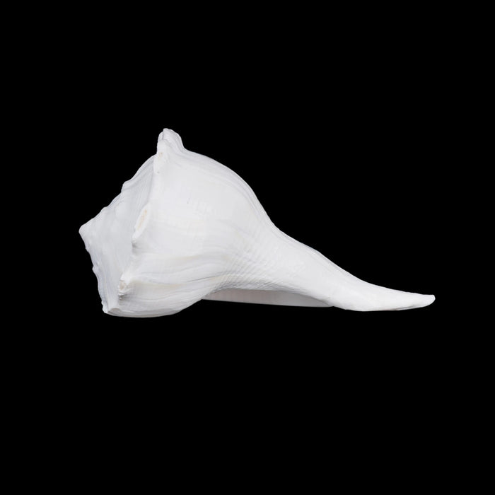 Right Hand Shankh - 3 X 5.5 Inches | Dakshinavarti Shankh/ Valampuri Sangu/ Blowable Shankh For Pooja