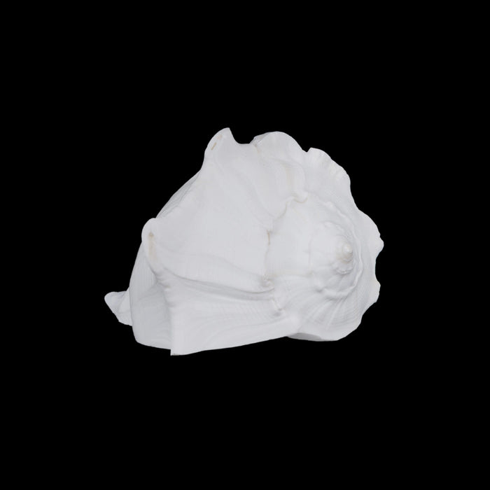 Right Hand Shankh - 3 X 5.5 Inches | Dakshinavarti Shankh/ Valampuri Sangu/ Blowable Shankh For Pooja