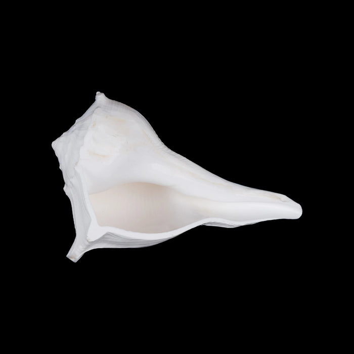 Right Hand Shankh - 3 X 5.5 Inches | Dakshinavarti Shankh/ Valampuri Sangu/ Blowable Shankh For Pooja