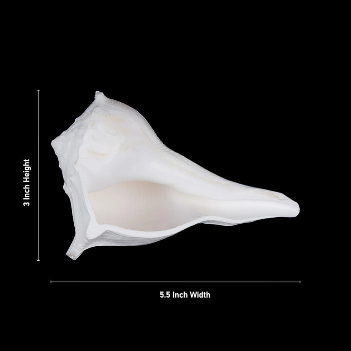 Right Hand Shankh - 3 X 5.5 Inches | Dakshinavarti Shankh/ Valampuri Sangu/ Blowable Shankh For Pooja