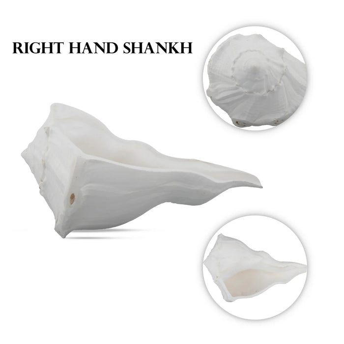 Right Hand Shankh - 3 x 5 Inches | Right Hand Shankh Conch/ Valampuri Sangu/ Dakshinavarti Shankh for Pooja