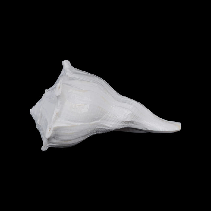 Right Hand Shankh - 2.75 X 5 Inches | Dakshinavarti Shankh/ Valampuri Sangu/ Blowable Shankh For Pooja