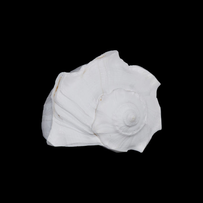 Right Hand Shankh - 2.75 X 5 Inches | Dakshinavarti Shankh/ Valampuri Sangu/ Blowable Shankh For Pooja