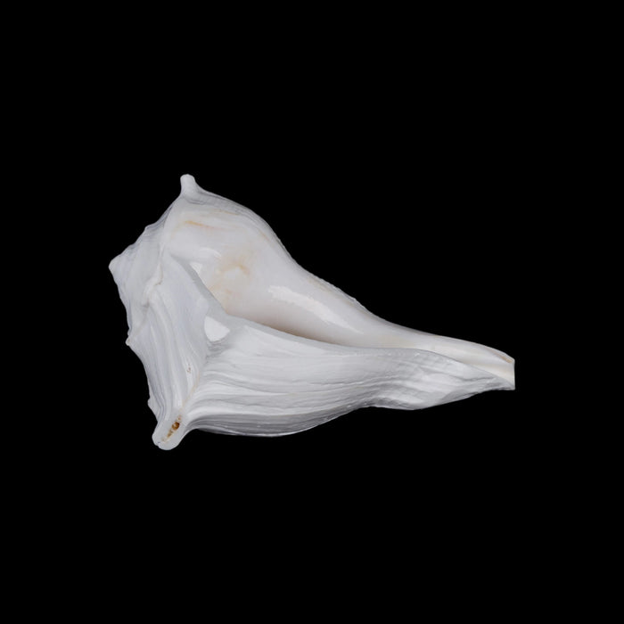 Right Hand Shankh - 2.75 X 5 Inches | Dakshinavarti Shankh/ Valampuri Sangu/ Blowable Shankh For Pooja