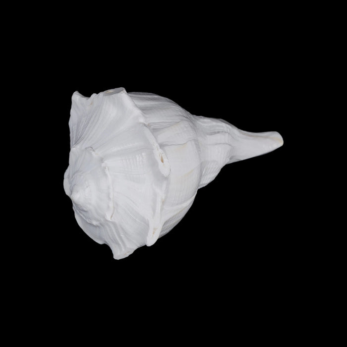 Right Hand Shankh - 2.75 X 5 Inches | Dakshinavarti Shankh/ Valampuri Sangu/ Blowable Shankh For Pooja