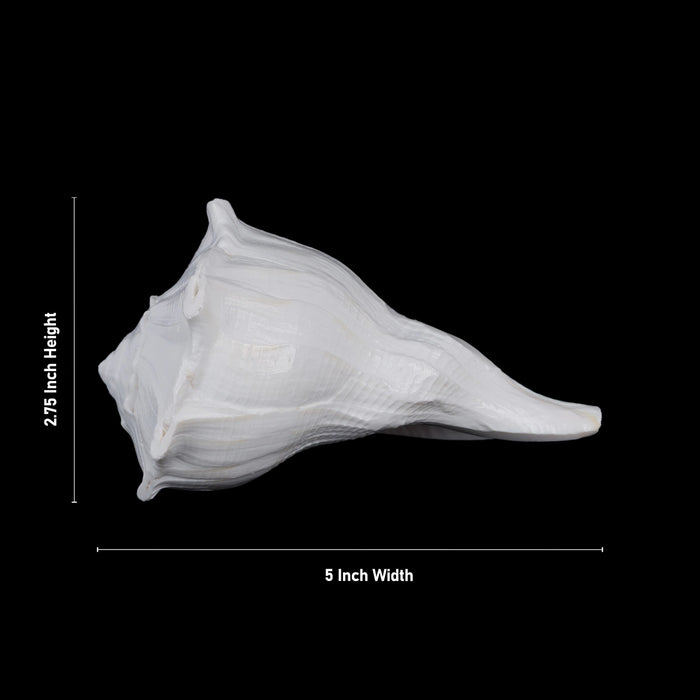 Right Hand Shankh - 2.75 X 5 Inches | Dakshinavarti Shankh/ Valampuri Sangu/ Blowable Shankh For Pooja