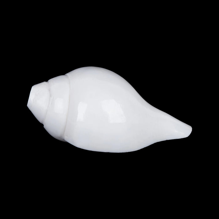 Blowing Shankh - 2.5 x 5.5 Inches | Blowing Conch/ Vamavarti Shankh/ Bajane Wala Shankh for Pooja