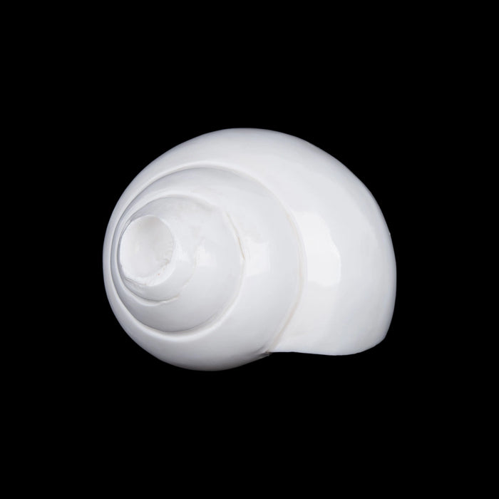 Blowing Shankh - 2.5 x 5.5 Inches | Blowing Conch/ Vamavarti Shankh/ Bajane Wala Shankh for Pooja