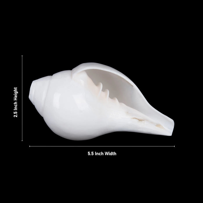 Blowing Shankh - 2.5 x 5.5 Inches | Blowing Conch/ Vamavarti Shankh/ Bajane Wala Shankh for Pooja
