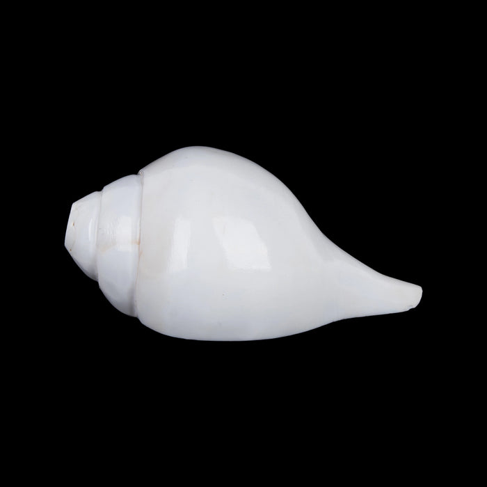Blowing Shankh - 2.75 x 6 Inches | Blowing Conch/ Vamavarti Shankh/ Bajane Wala Shankh for Pooja