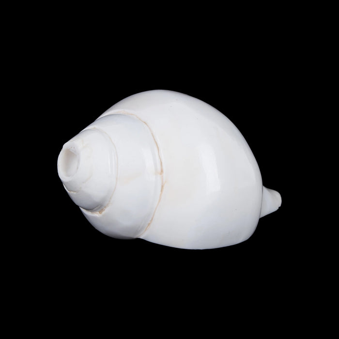 Blowing Shankh - 2.75 x 6 Inches | Blowing Conch/ Vamavarti Shankh/ Bajane Wala Shankh for Pooja