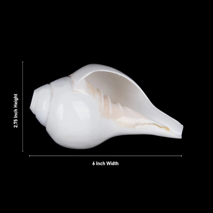 Blowing Shankh - 2.75 x 6 Inches | Blowing Conch/ Vamavarti Shankh/ Bajane Wala Shankh for Pooja