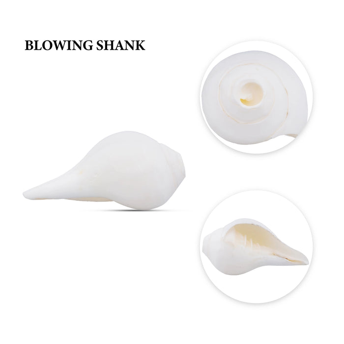 Blowing Shankh | Conch/ Shankha for Pooja