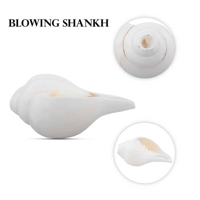 Blowing Shankh | Shankha/ Conch for Pooja