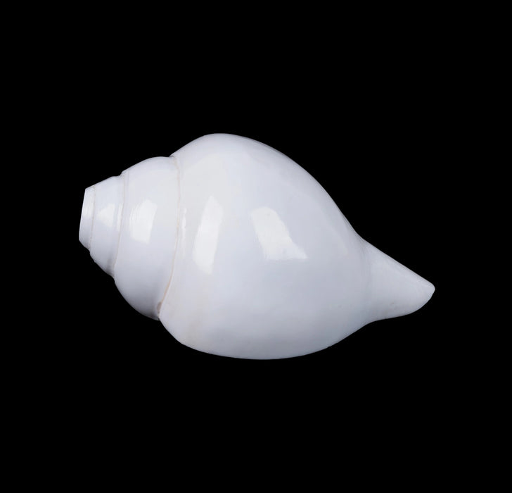 Blowing Shankh - 3 x 6 Inches | Blowing Conch/ Vamavarti Shankh/ Bajane Wala Shankh for Pooja