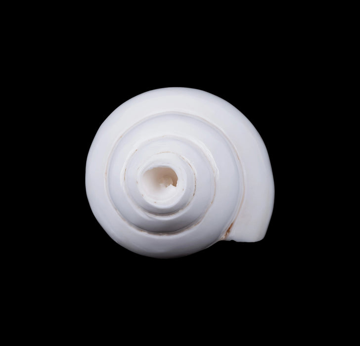 Blowing Shankh - 3 x 6 Inches | Blowing Conch/ Vamavarti Shankh/ Bajane Wala Shankh for Pooja