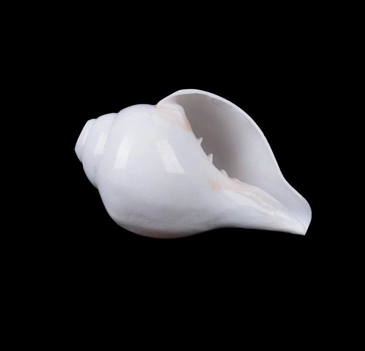 Blowing Shankh - 3 x 6 Inches | Blowing Conch/ Vamavarti Shankh/ Bajane Wala Shankh for Pooja