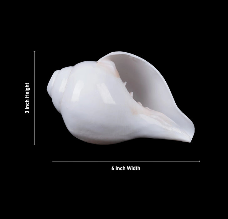 Blowing Shankh - 3 x 6 Inches | Blowing Conch/ Vamavarti Shankh/ Bajane Wala Shankh for Pooja