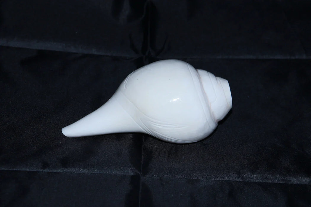 Blowing Shankh | Shankha/ Conch for Pooja