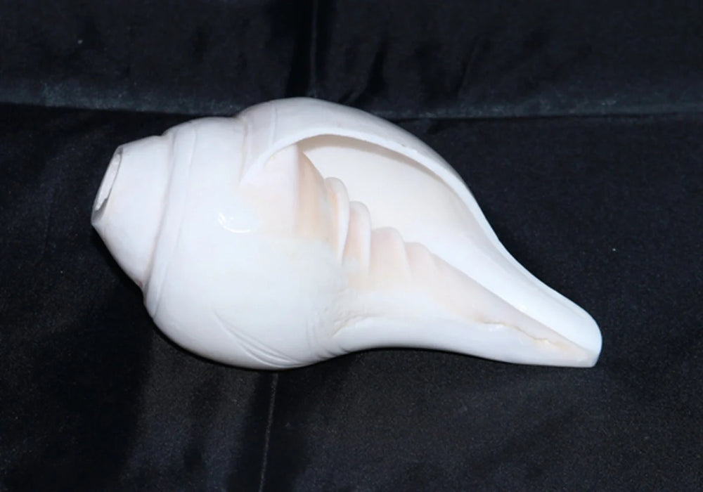 Blowing Shankh | Shankha/ Conch for Pooja