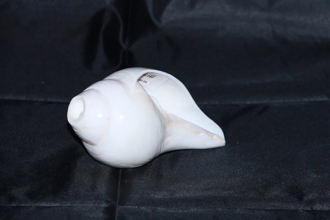 Blowing Shankh | Shankha/ Conch for Pooja