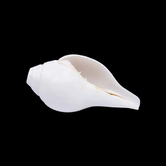 Witte Puja Blazende Shankh Conch Shell Hindoe Religie Pooja Gebruik 7 Inch Witte Puja Blazende Shankh Conch Shell Hindoe Religie Pooja Gebruik 7 Inch