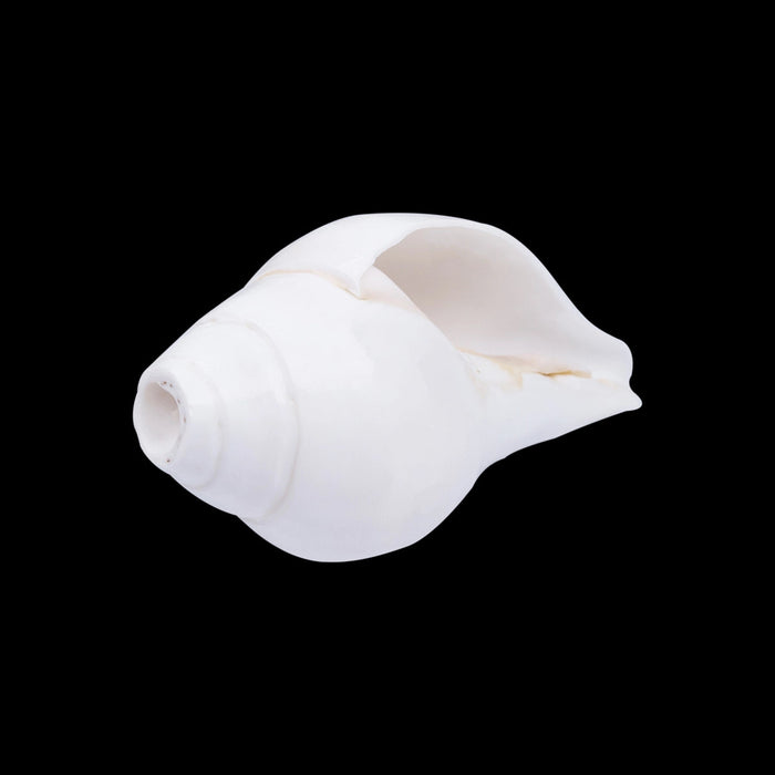 Blowing Shankh - 2.5 X 5.5 Inches | Blowing Conch/ Bajane Wala Shankh/ Vamavarti Shankh For Pooja