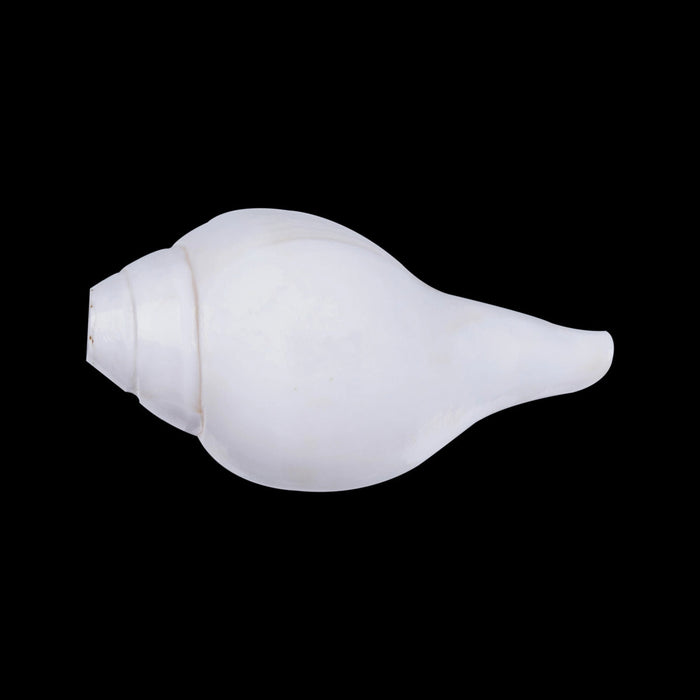 Blowing Shankh - 2.5 X 5.5 Inches | Blowing Conch/ Bajane Wala Shankh/ Vamavarti Shankh For Pooja