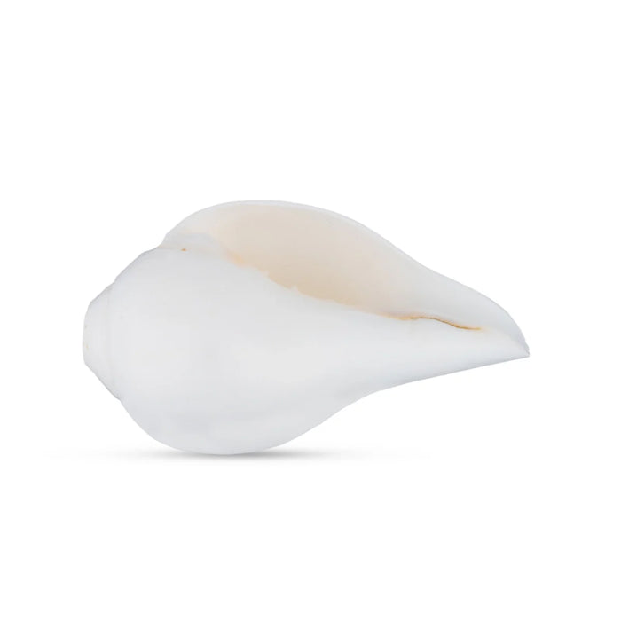 Blowing Shankh - 2.5 x 5 Inches | Shankha/ Conch for Pooja