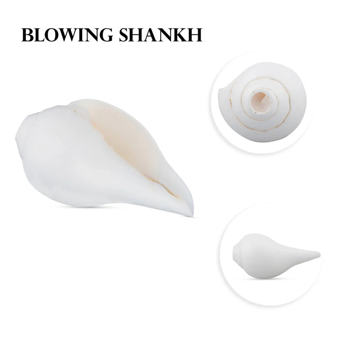 Blowing Shankh - 2.5 x 5 Inches | Shankha/ Conch for Pooja