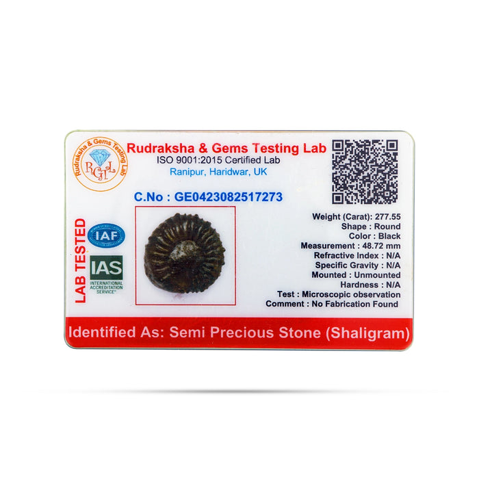 Mahalakshmi Shaligram Murti | Saligram Murti/ Shaligram Idol for Pooja