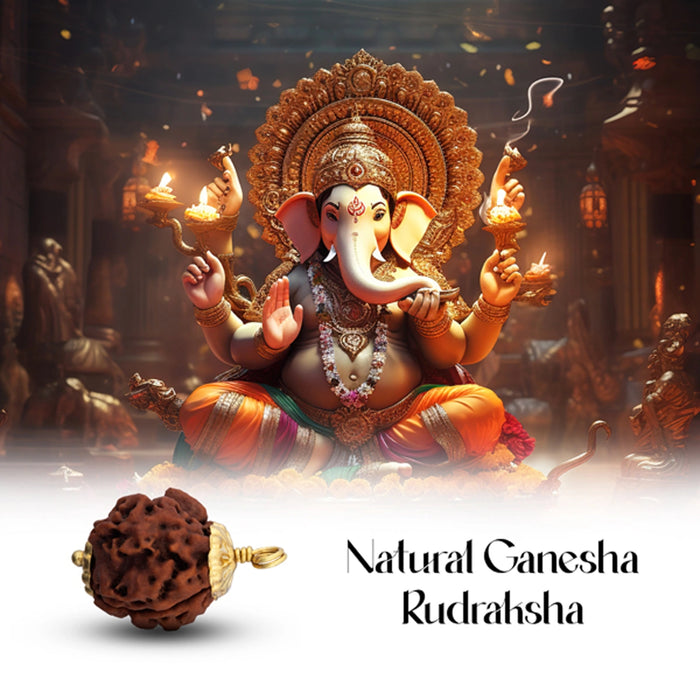 Ganapathi Rudraksha Bead | Nepali Ganesh Rudraksha Bead/ Golden Cup Ganesh Mukhi Rudraksha for Men & Women