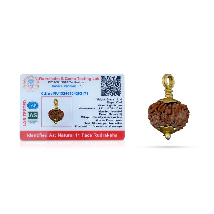 11 Face Rudraksha Pendant - 7 x 5 Inches | Golden Cup Rudraksha Bead/ Java Rudraksh Locket