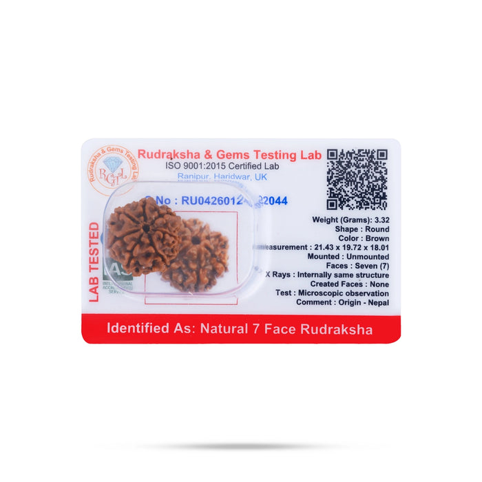7 Face Rudraksha Beads | 7 Mukhi Rudraksha / Seven Face Rudraksha Bead for Spiritual Worship