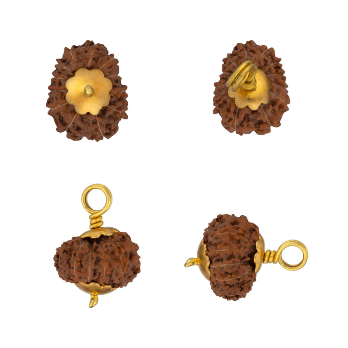 Rudraksha Pendant 12 Face Java - Golden Cup12 Mukhi Rudraksha Bead | Golden Cup Twelve Faced Rudraksha/ Java Twelve Mukhi Rudraksha for Men & Women