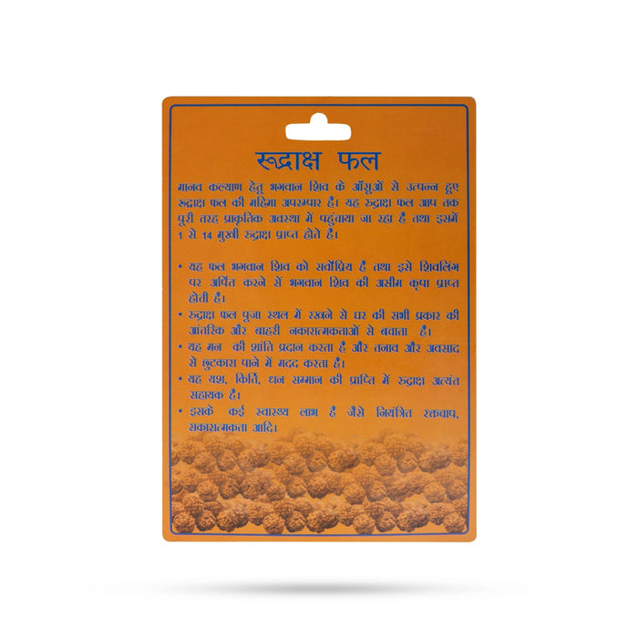 Rudraksha Fruit | Rudraksha Berries / Ruthratcham fruit / Rudraksha Bead Fruit