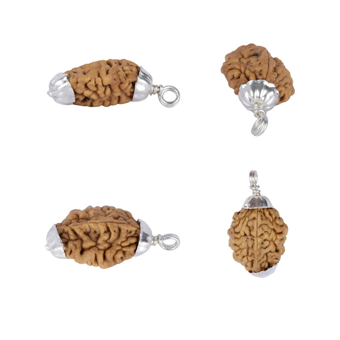 Rudraksha Pendant | 2 Face/ Ruthratcham Dollar With White Cup/ Rudraksh Locket For Spiritual Wear