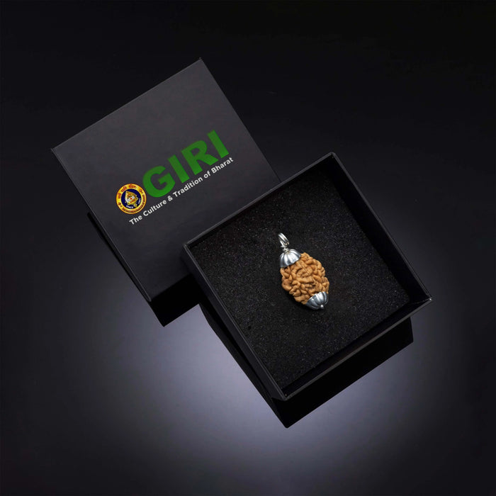 Rudraksha Pendant | 2 Face/ Ruthratcham Dollar With White Cup/ Rudraksh Locket For Spiritual Wear