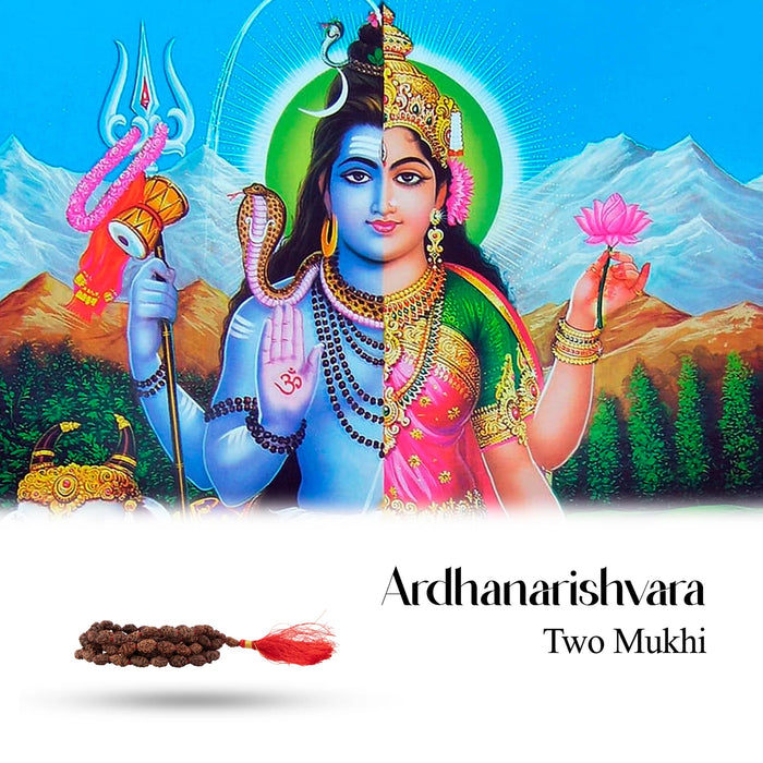 2 Mukhi Rudraksha Mala Java | Two Face Rudraksha Mala/ Rudraksha Bead Necklace for Daily Wear