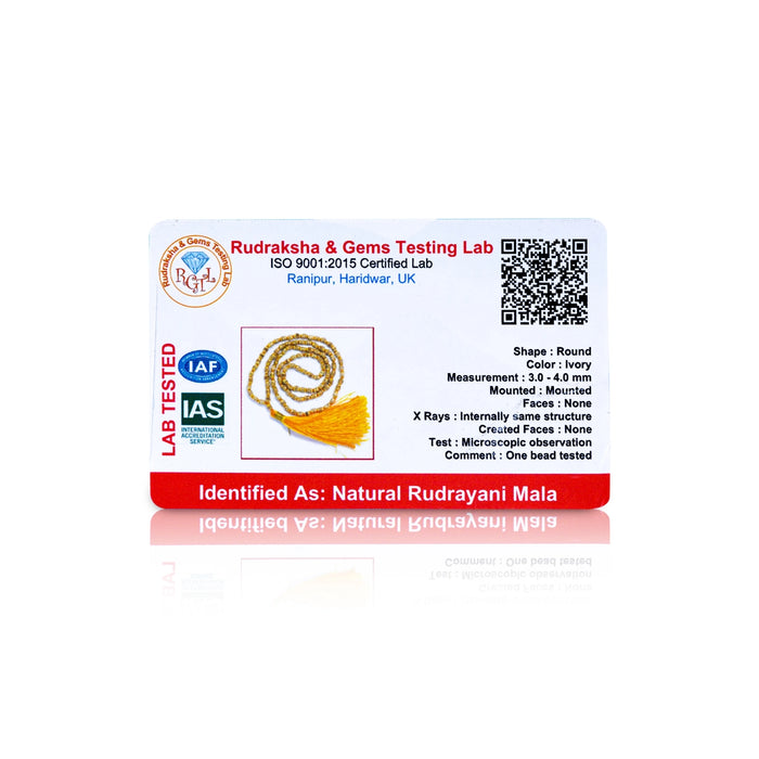 Rudrayani Mala With Gold Polish Cup | Rudrani Beads Mala/ Rudrani Mala With Thread Knot for Men & Women