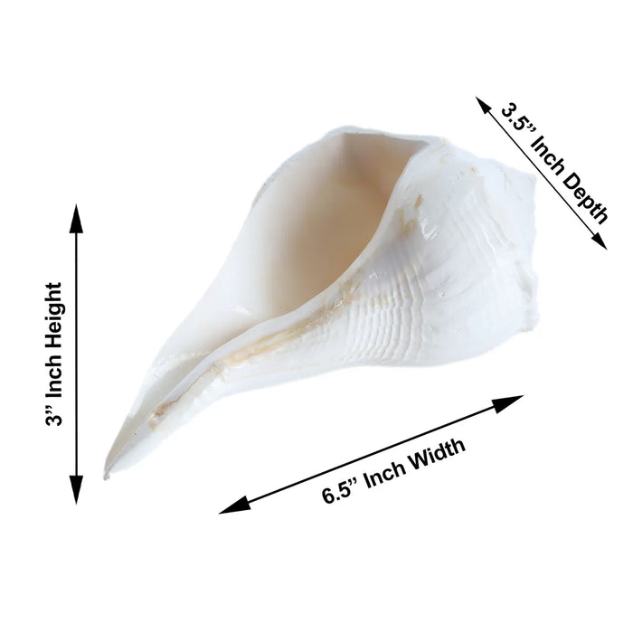 Right Hand Shankh - 3 X 6.5 Inches | Valampuri Sangu/ Dakshinavarti Shankh For Pooja And Prosperity Rituals