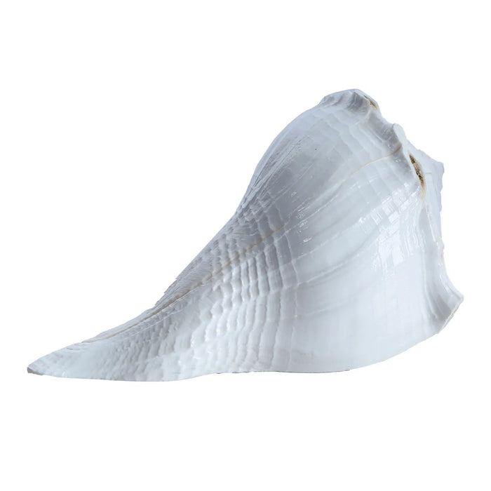 Right Hand Shankh - 3 X 6.5 Inches | Valampuri Sangu/ Dakshinavarti Shankh For Pooja And Prosperity Rituals