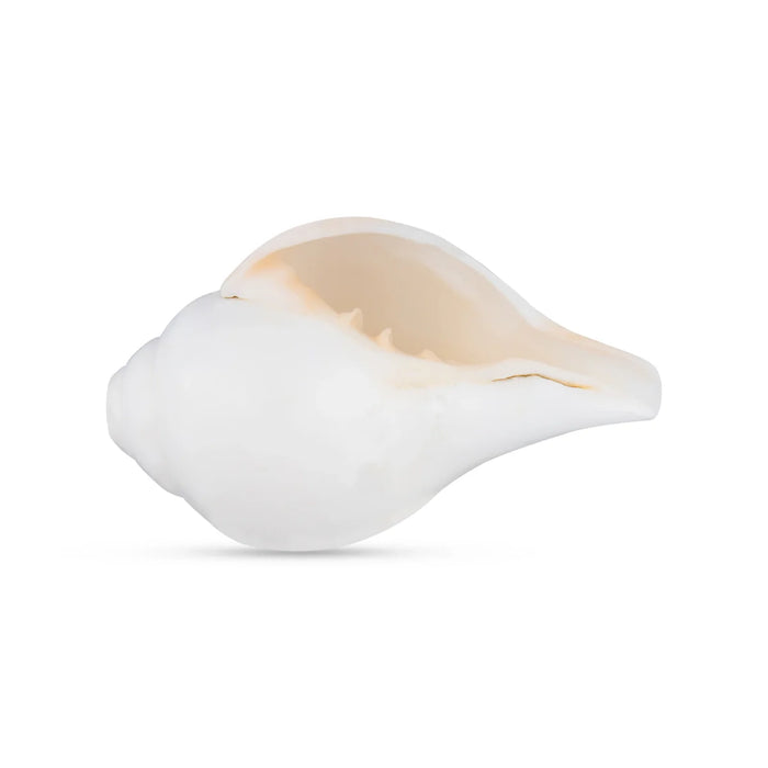 Blowing Shankh - 3 x 6 Inches | Shankha/ Conch for Pooja