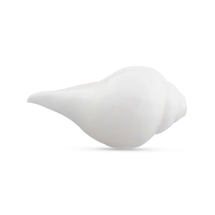 Blowing Shankh - 3 x 6 Inches | Shankha/ Conch for Pooja